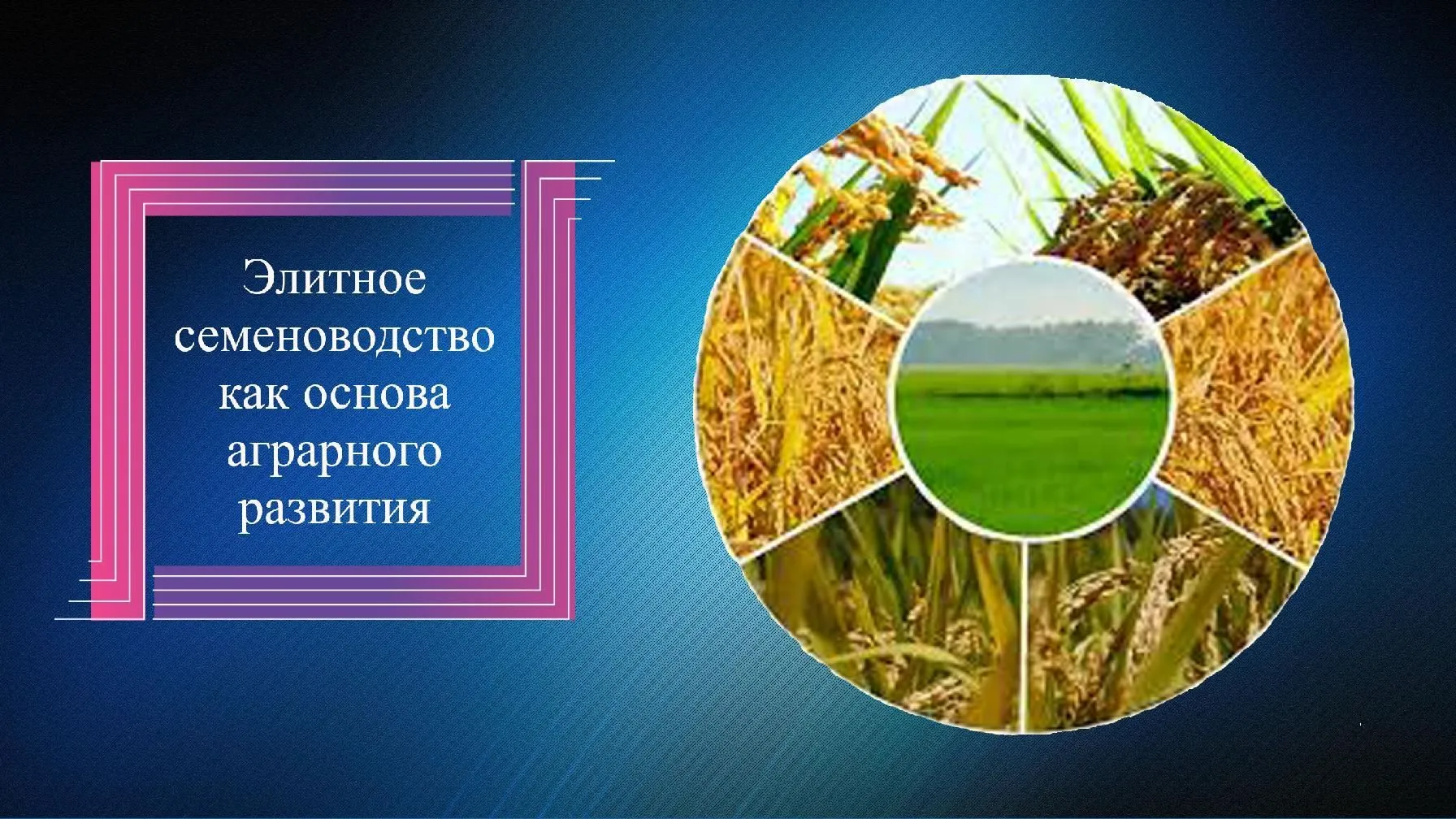 Элитное семеноводство как основа аграрного развития